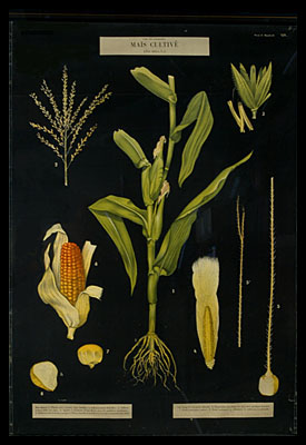Botantical Print #1