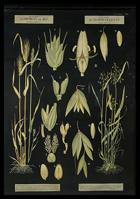 Botantical Print #2
